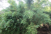 Bambus-178.jpg
