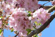 JapanskkirsebærtræAccolade-178.jpg