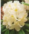 Rhododendron hybr. 'Cunninghams White'