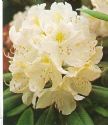 Rhododendronhvid01.jpg