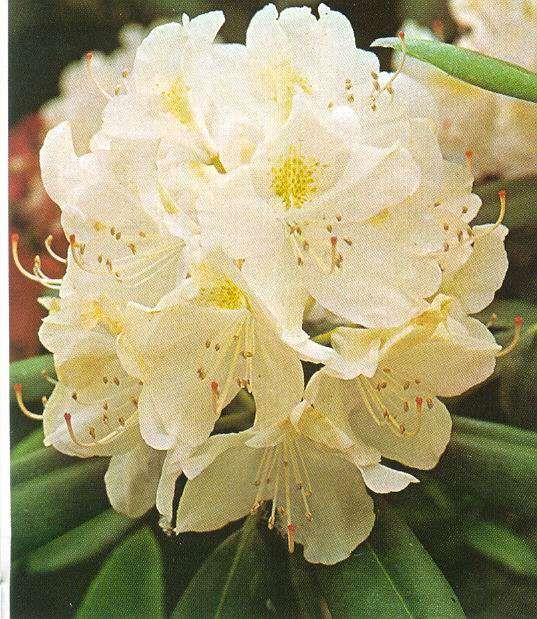 Rhododendron hybr. 'Cunninghams White'