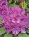 Rhododendronlilla01.jpg