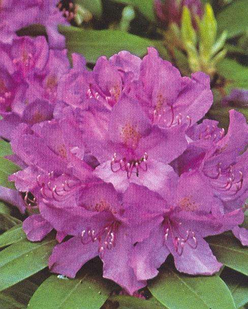 Rhododendron cat. 'Boursault'