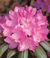 Rhododendron hybr. 'English Roseum'