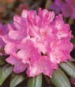 Rhododendronpink01.jpg