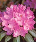 Rhododendron hybr. 'English Roseum'